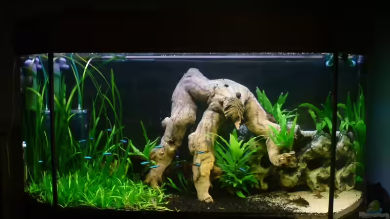 Aquarium Hauptansicht von Becken 6836 von Daniel Drescher (1)