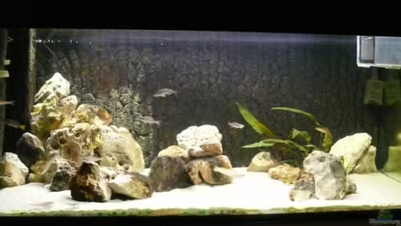 Aquarium Hauptansicht von Becken 6839 von Patrick Rohde (1)