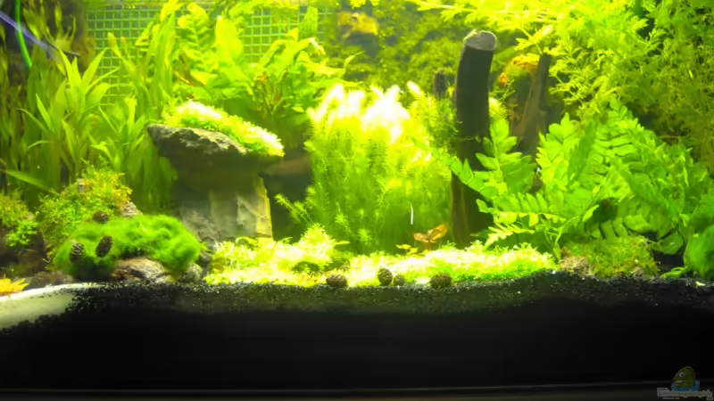 Aquarium Hauptansicht von Becken 6855