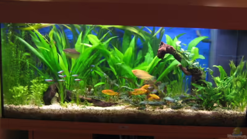 Aquarium Hauptansicht von Becken 6867 von Uwe Pilger (1)