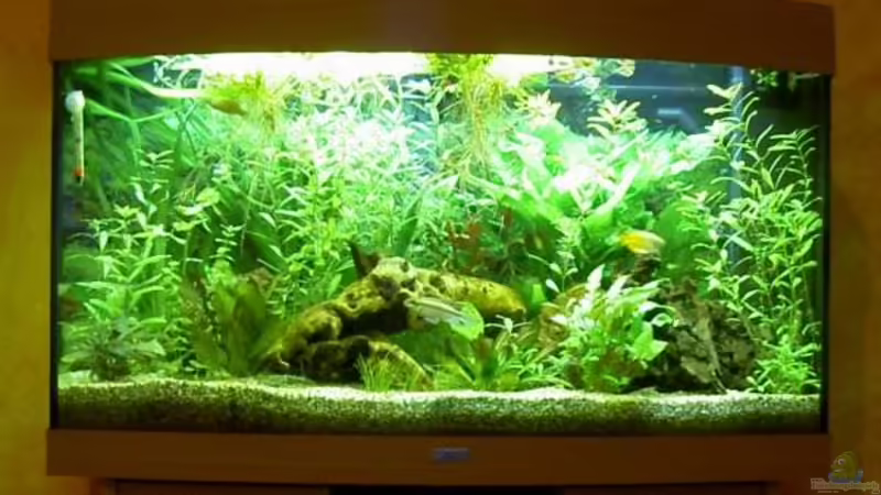 Aquarium Hauptansicht von Becken 6880