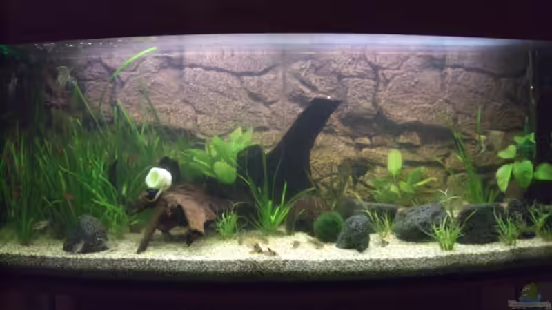 Aquarium Hauptansicht von Becken 6916 von Stefan Ohm (1)