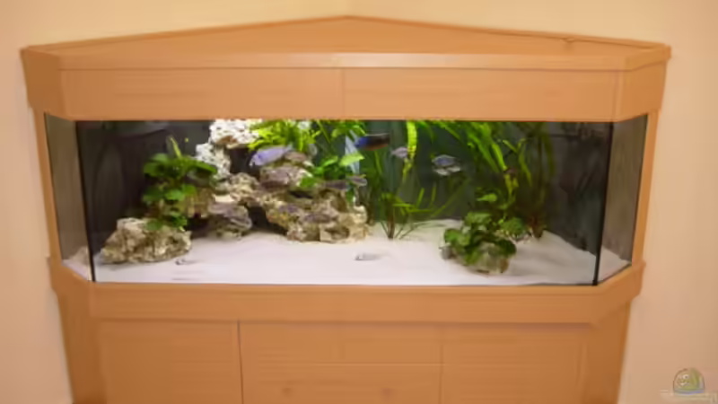 Aquarium Hauptansicht von Becken 692 von Limited (1)