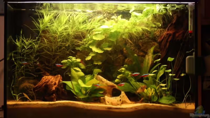 Aquarium Hauptansicht von Becken 6930 von Tobias Dykstra (1)