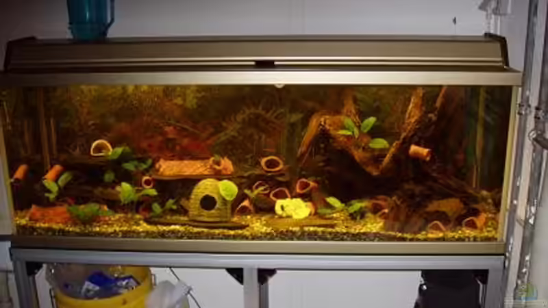 Aquarium Hauptansicht von Becken 694