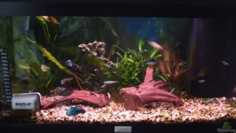 Aquarium Hauptansicht von Becken 6943 von Jannik Fromm (1)