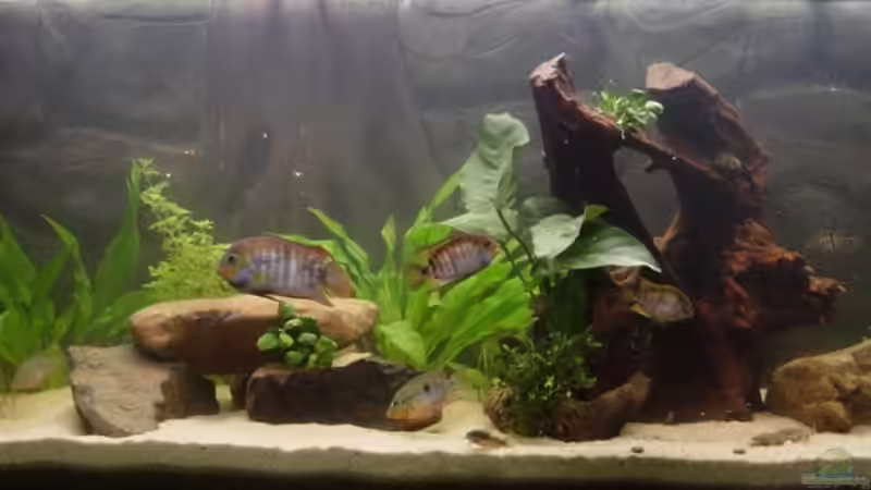 Aquarium Hauptansicht von Becken 6958 von Sören Paul (1)