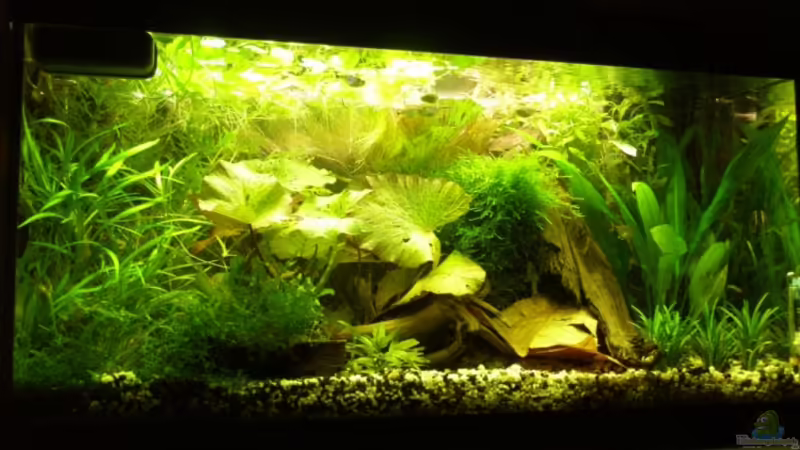 Aquarium Hauptansicht von Becken 6960 von Rico (1)