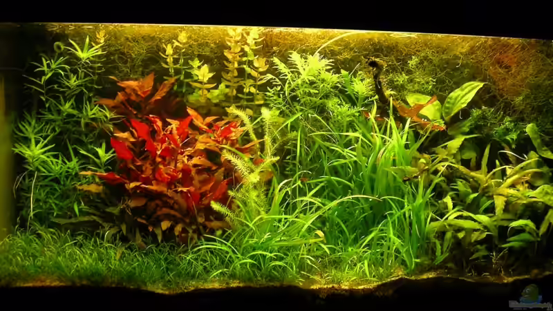Aquarium Hauptansicht von Becken 6963