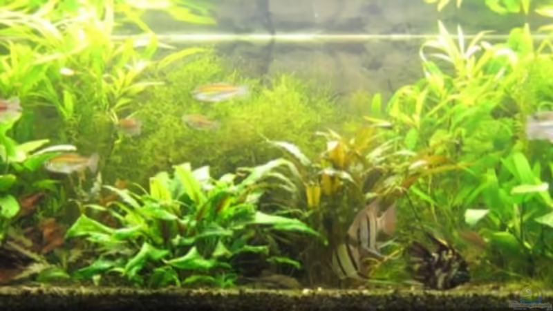 Aquarium Hauptansicht von Becken 6965