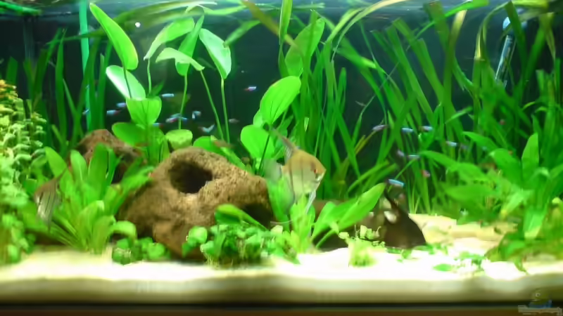 Aquarium Hauptansicht von Becken 6979