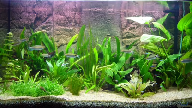 Aquarium Hauptansicht von Becken 6988