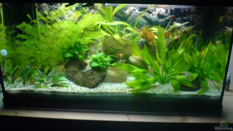 Aquarium Hauptansicht von Becken 6996 von Marcel Becker (1)