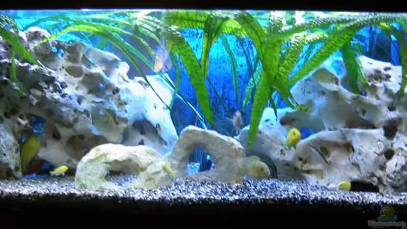 Aquarium Hauptansicht von Becken 700 von Andreas Kotte (1)