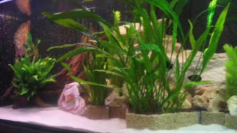 Aquarium Hauptansicht von Becken 702 von Vicky Gröbl (1)