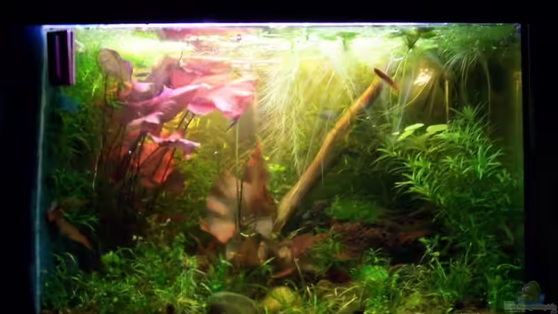 Aquarium Hauptansicht von Becken 7031