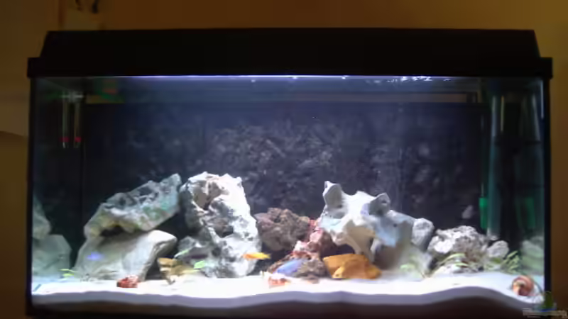 Aquarium Hauptansicht von Becken 7068 von André Hermanns (1)