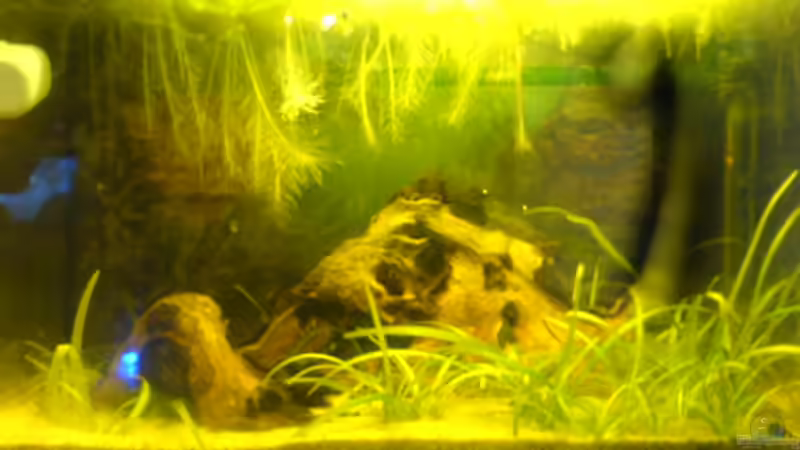 Aquarium Hauptansicht von Becken 7070 von Stefan Scharmacher