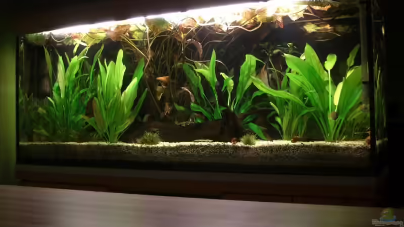Aquarium Hauptansicht von Becken 7080 von Sebastian Striewski (1)