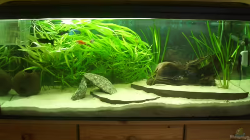 Aquarium Hauptansicht von Becken 7087 von Andre Rose (1)