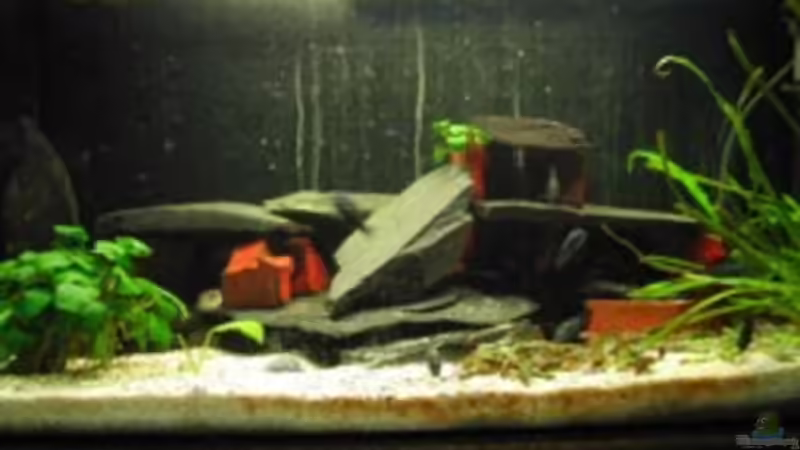 Aquarium Hauptansicht von Becken 709