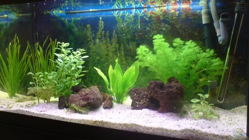 Aquarium Hauptansicht von Becken 7111