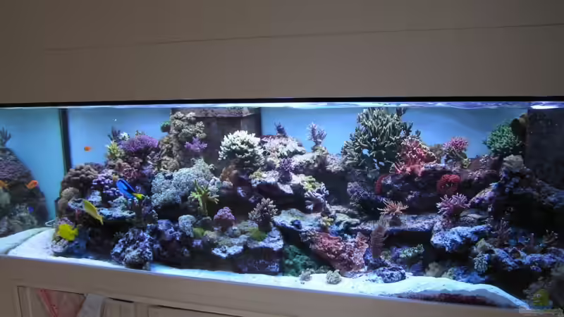 Aquarium Hauptansicht von Becken 7113