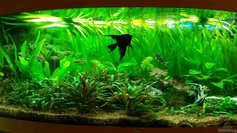 Aquarium Hauptansicht von Becken 7122