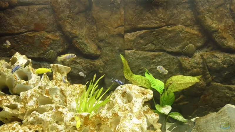 Aquarium Hauptansicht von Becken 7127 von Christian Schwarz (1)