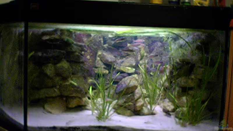 Aquarium Hauptansicht von Becken 714 von Tobias Geldhauser (1)