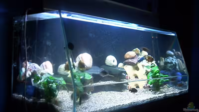 Aquarium Hauptansicht von Becken 715