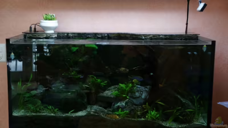 Aquarium Hauptansicht von Becken 7165 von Werner Wittwer (1)