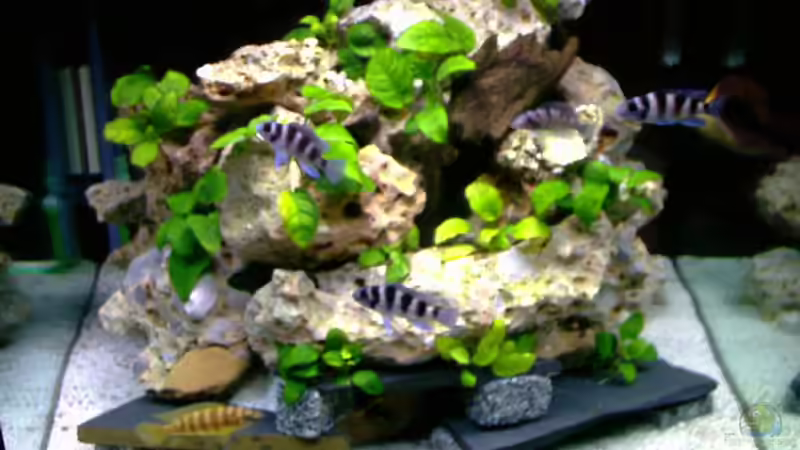 Aquarium Hauptansicht von Becken 717 von André Steffens (1)