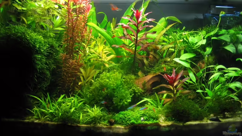 Aquarium Hauptansicht von Becken 7182 Nur noch als Beispiel