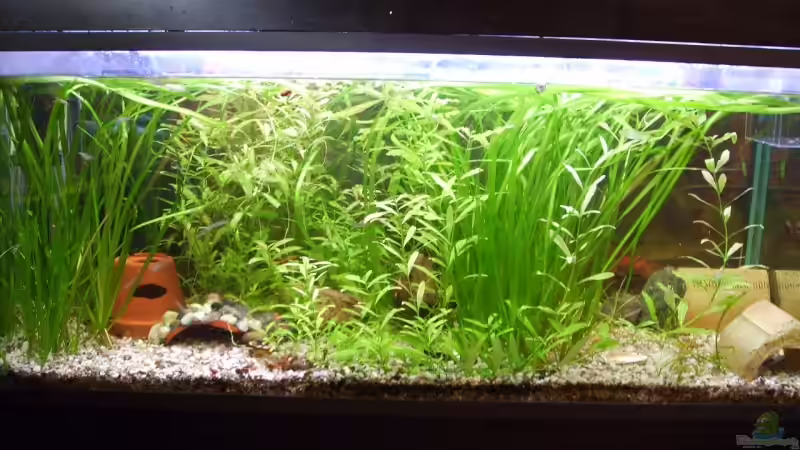 Aquarium Hauptansicht von Becken 7188 von Robin Braun (1)