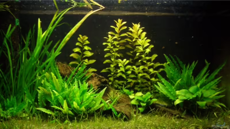 Aquarium Hauptansicht von Becken 7189 von CaridinaJaponica