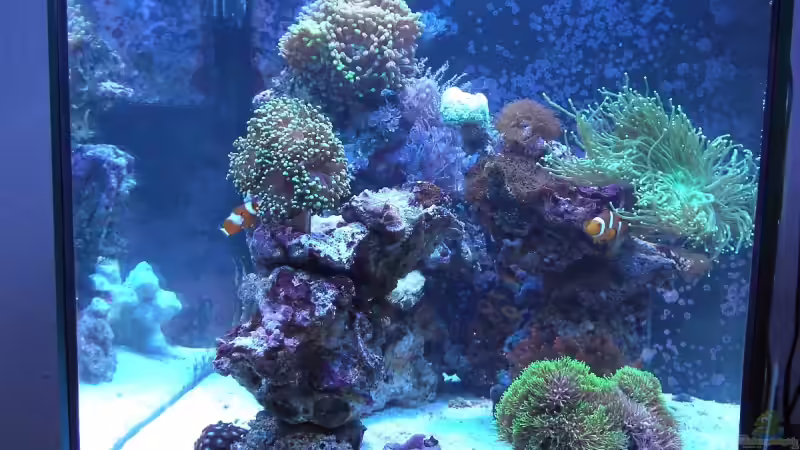 Aquarium Hauptansicht von Becken 7190