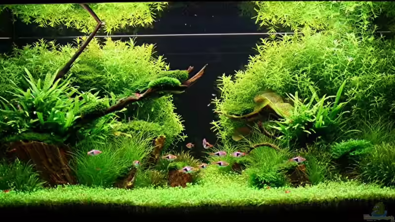 Aquarium Hauptansicht von Becken 7220 von Tutti (1)