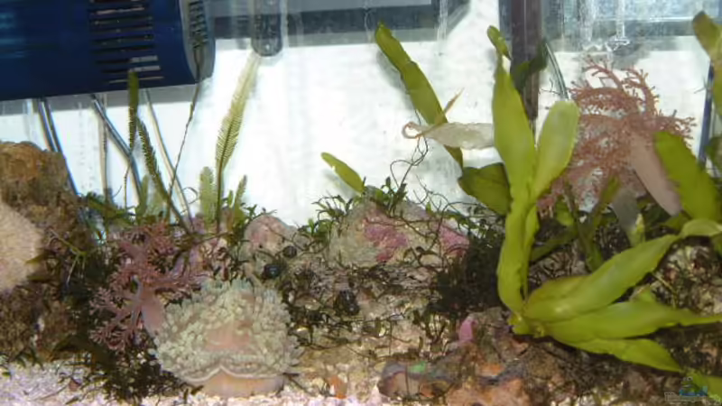 Aquarium Hauptansicht von Becken 7241