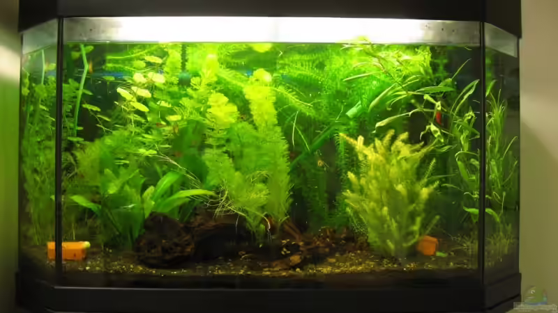 Aquarium Hauptansicht von Becken 7275