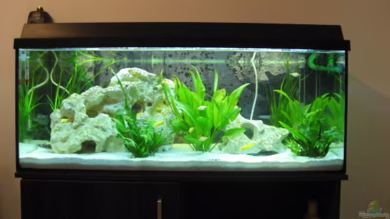 Aquarium Hauptansicht von Becken 7277 von Doris77 (1)