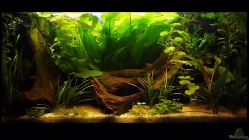 Aquarium Hauptansicht von Becken 7288 von Darius