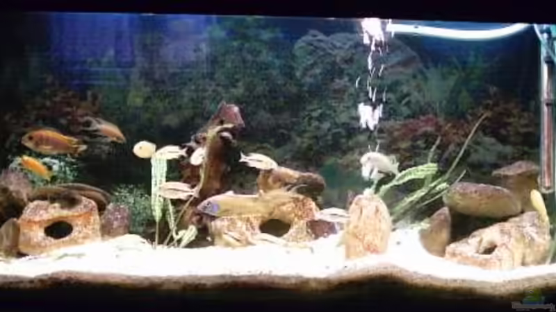 Aquarium Hauptansicht von Becken 73 von David Maitschke (1)