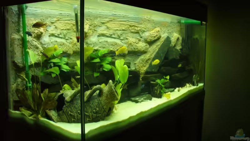 Aquarium Hauptansicht von Becken 7305 von Knut Hillmer (1)