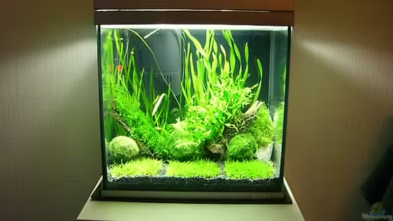 Aquarium Hauptansicht von Becken 7307 von Christian Dornieden (1)