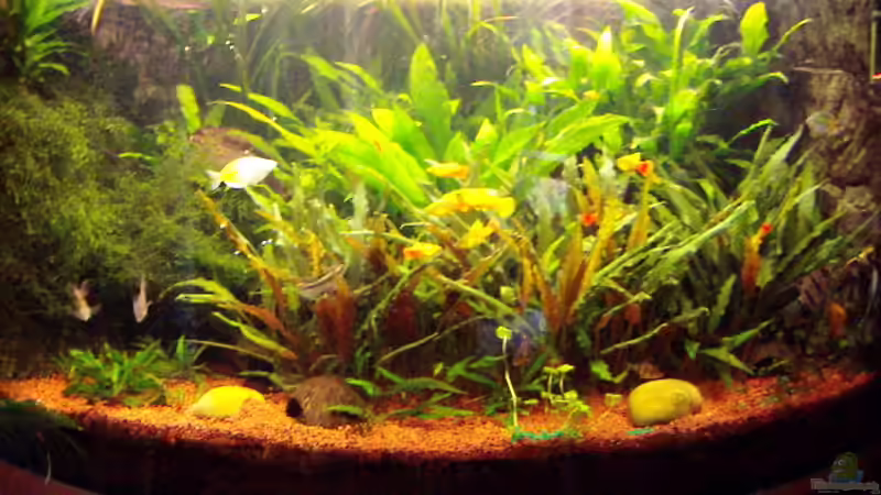 Aquarium Hauptansicht von Becken 7340