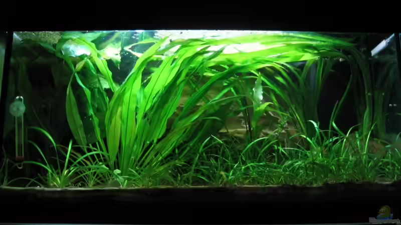 Aquarium Hauptansicht von Becken 735