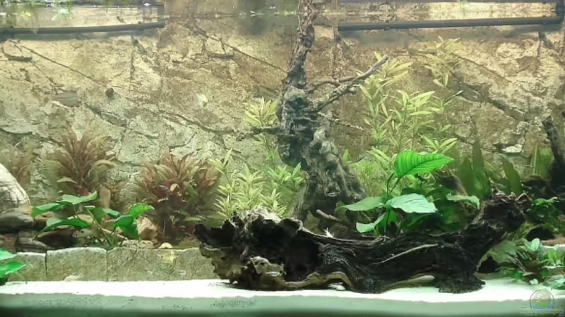 Aquarium Hauptansicht von Becken 7350 von Florian Kallinger (1)