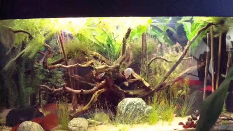 Aquarium Hauptansicht von Becken 7394