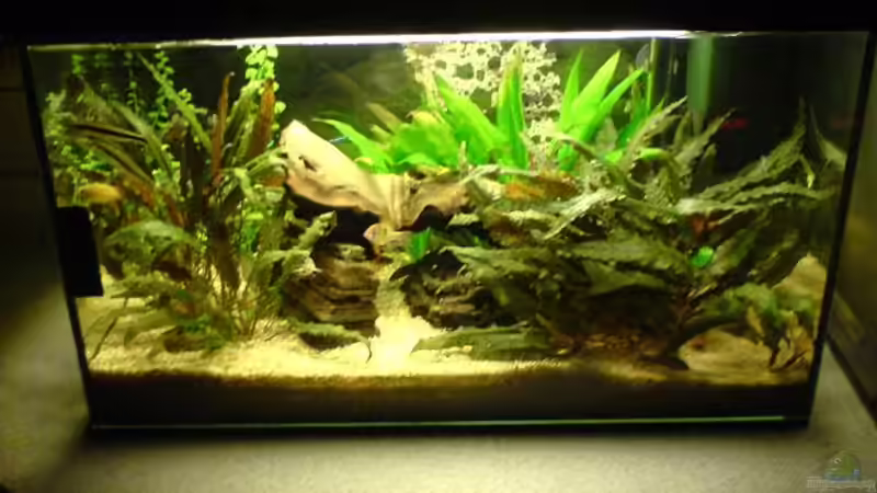 Aquarium Hauptansicht von Becken 7429 von Faye